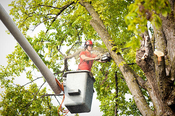 How Our Tree Care Process Works  in Jones, OK